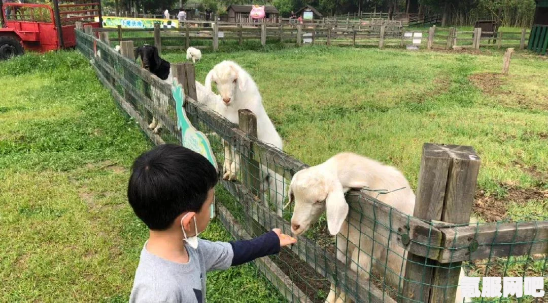 旅行猫猫探险之岛配置要求一览，轻松启程，无需担心高配置门槛
