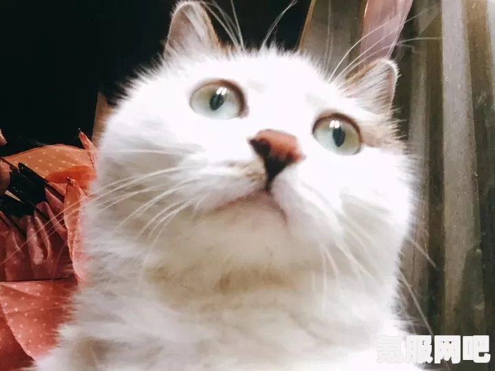 猫咪小姐2补丁安装指南