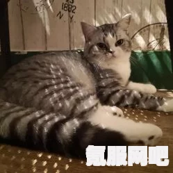 猫咪小姐2补丁安装指南