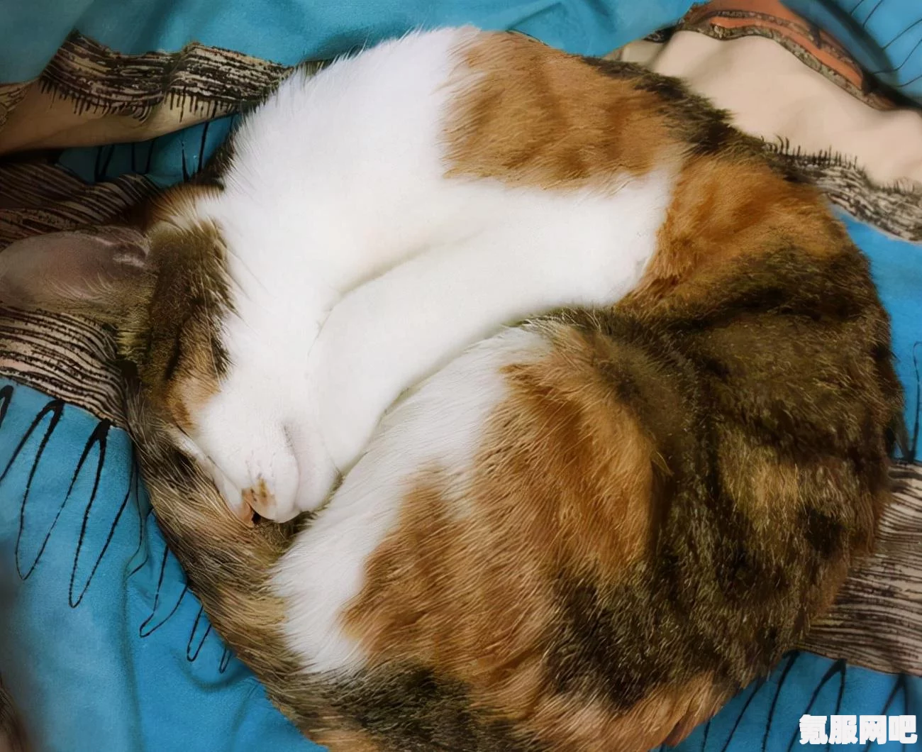 猫咪小姐2，游戏深度探索与心得分享