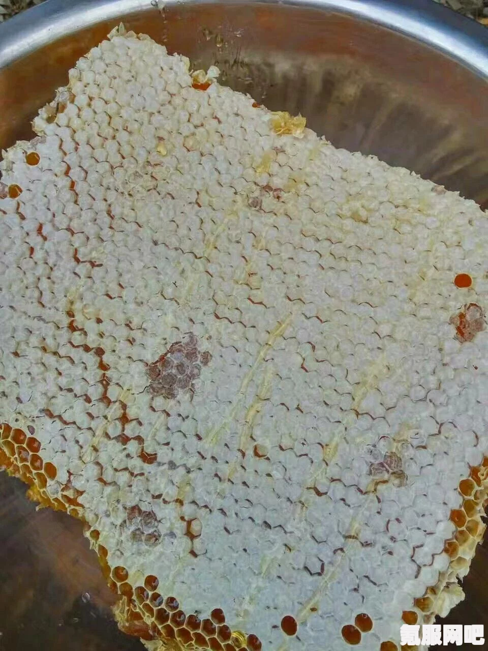 觅长生良药任务攻略详解，一步步带你走向长生之路