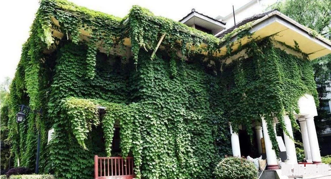 幻塔钛晶的作用及应用介绍