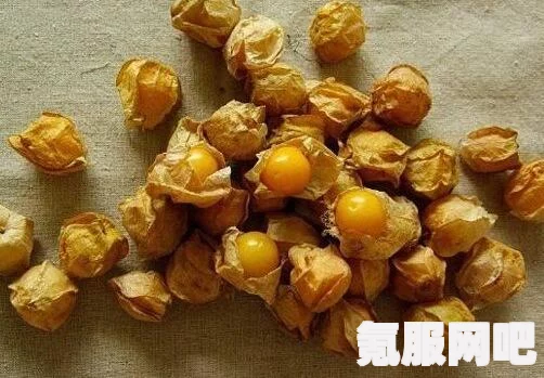 鸣潮灯笼果采集路线详解，高效获取灯笼果的秘诀