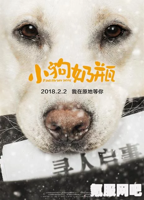 勇敢的心回家下载攻略及常见问题解答