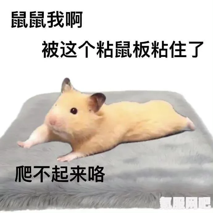 鼠鼠表情包，自我形象的趣味呈现