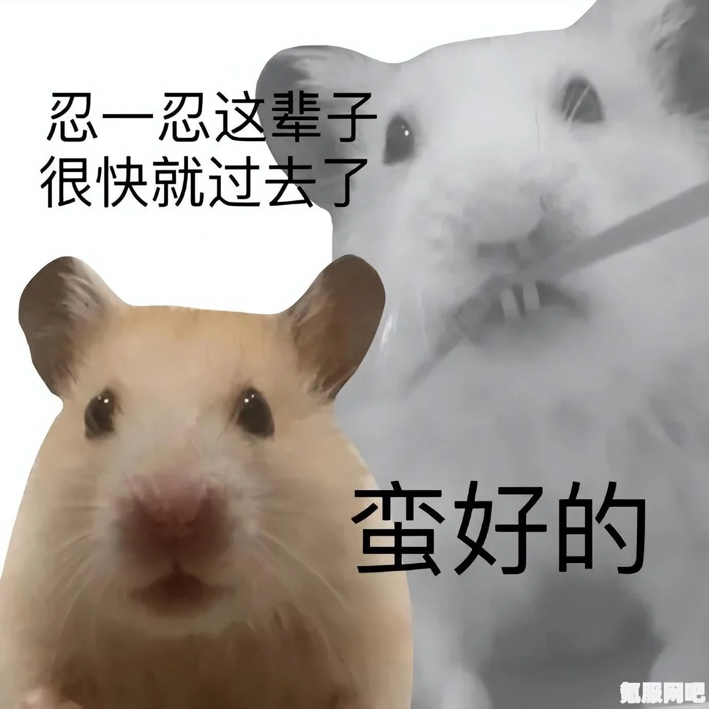 鼠鼠表情包，自我形象的趣味呈现
