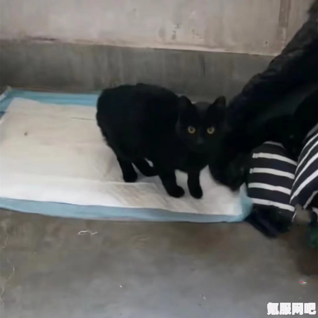 遇见爱猫，获取攻略、互动问答全解析