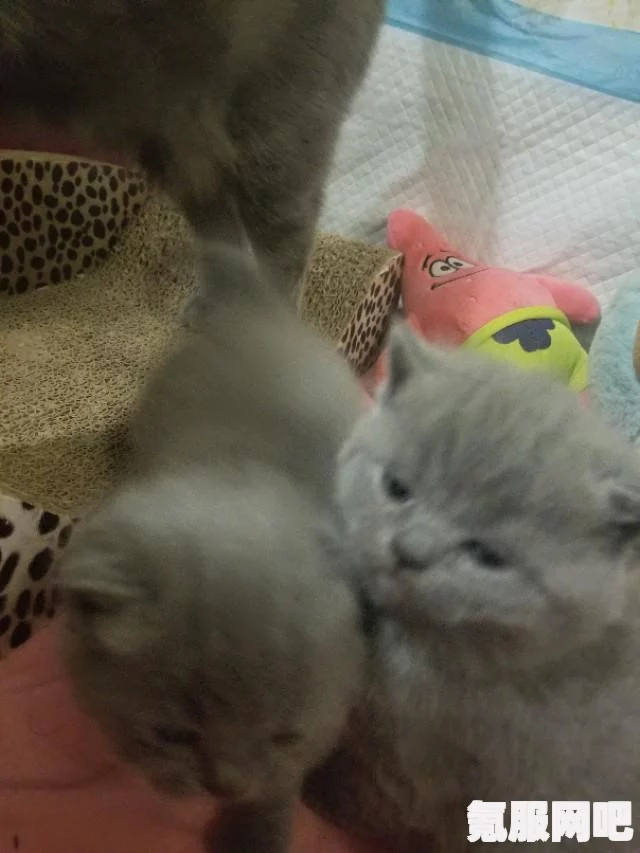 遇见你的猫爱心获取攻略及互动问答环节
