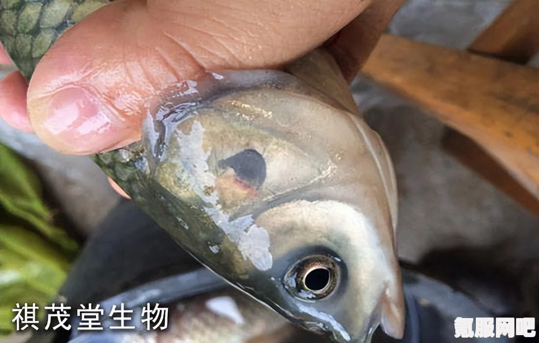 苍之骑士团2，流血弓队友的选择策略与推荐