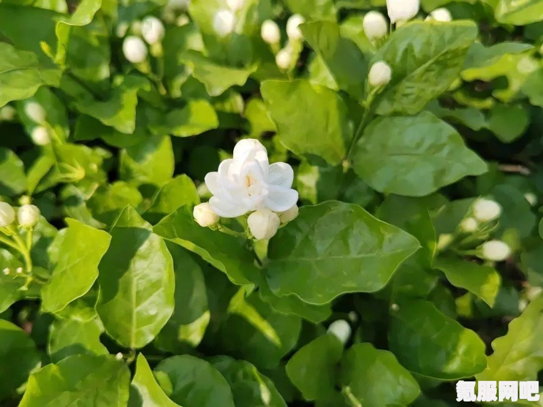 京海唯一纯白的茉莉花，网络新梗的探秘之旅