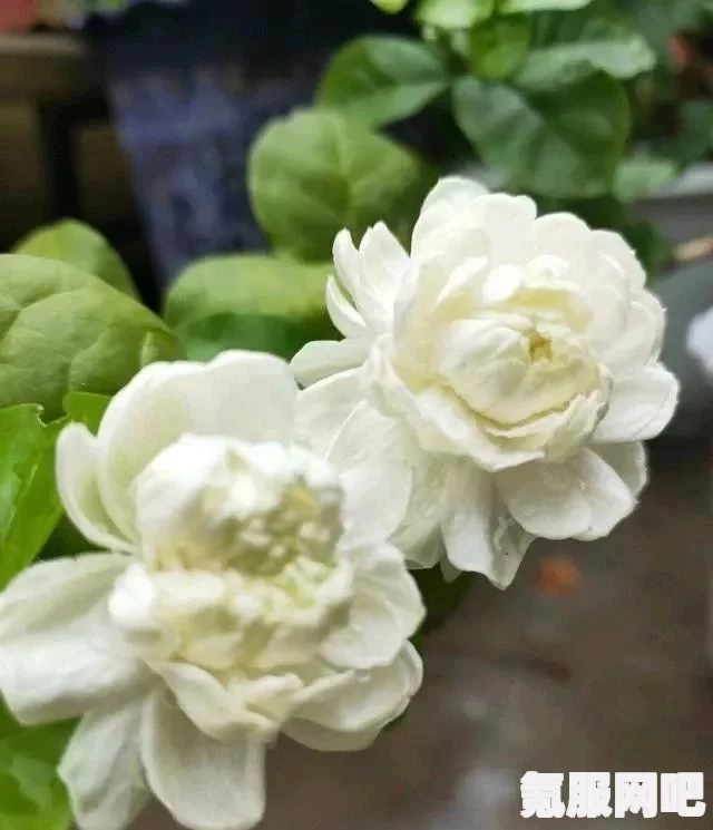 京海唯一纯白的茉莉花，网络新梗的探秘之旅