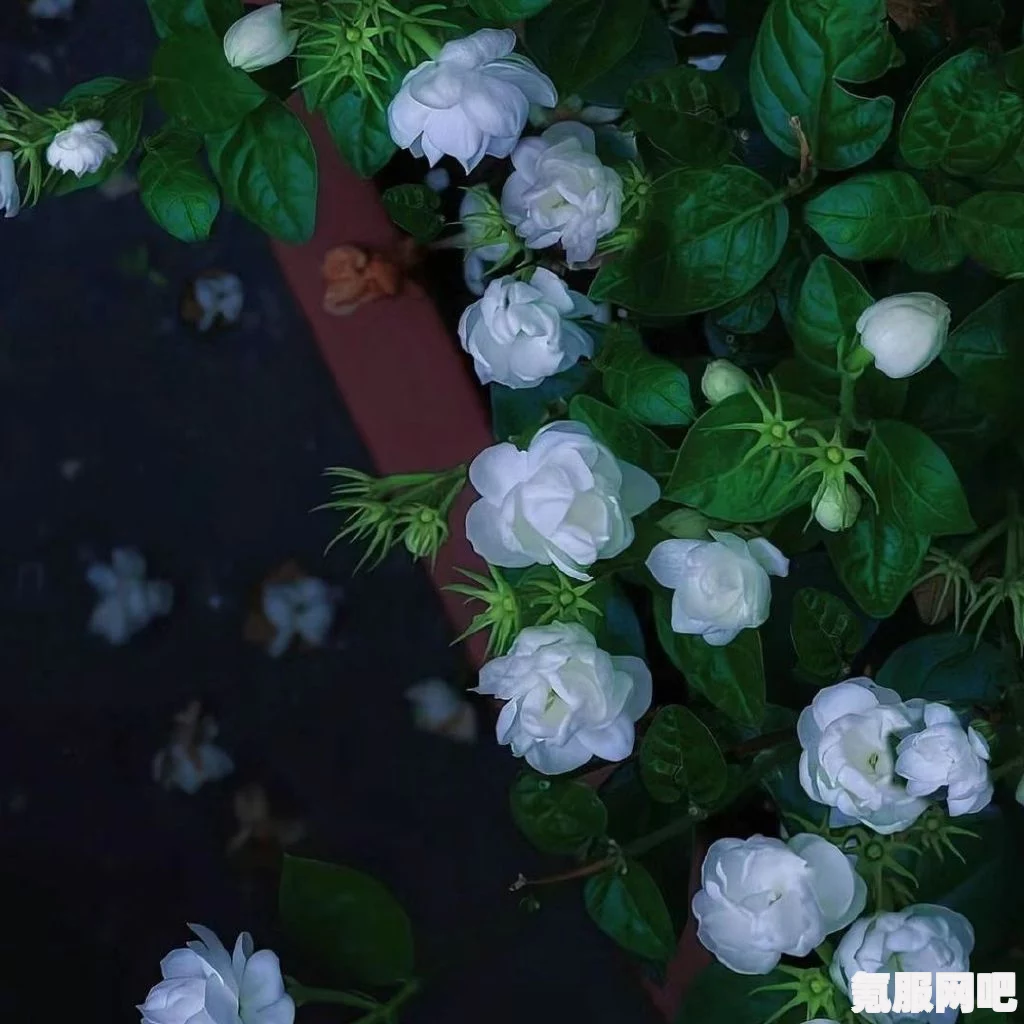 京海唯一纯白的茉莉花，网络新梗的探秘之旅